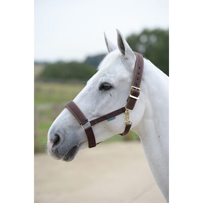 P-88401 P-88401 -Miljø -06 Comfort Halter Brown 401-06 P1068.JPG