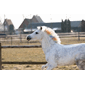 409962_Rel LUCK284-lucky-horse-unicorn-rainbow-coloured-chalk.png